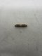 Goujon filet� M5
