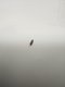 AIGUILLE